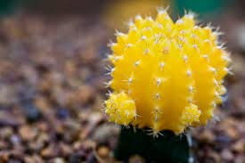 Liebigs Grafted Moon Cactus yellow color Air purifying live plants