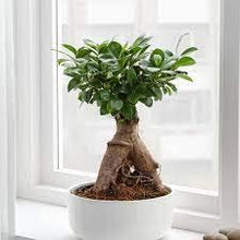 Load image into Gallery viewer, Garden Art imported Ficus Ginseng Indoor and outdoor Bonsai Live Plant/Tree 7 Years Old With White Nursery 5 inch Pot plant (Pack of 1 Healthy Live Plant))
