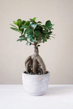 Load image into Gallery viewer, Garden Art imported Ficus Ginseng Indoor and outdoor Bonsai Live Plant/Tree 7 Years Old With White Nursery 5 inch Pot plant (Pack of 1 Healthy Live Plant))
