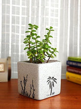 Load image into Gallery viewer, Rolling Nature Combo of Good Luck Air Purifying Live Money Plant Golden Pothos Syngonium Pink and Jade in White Square Aroez Ceramic Pot
