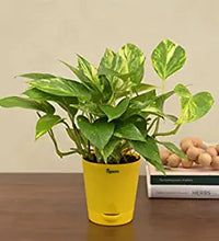 Load image into Gallery viewer, Good Luck Money Plant Variegated with Self Watering Pot
