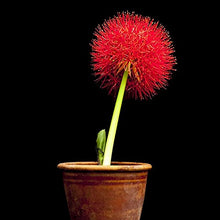 Load image into Gallery viewer, Kraft Seeds Football Lily Flowering Bulbs (Red, 10 Bulbs) | Fragrant Flowers Planting Bulb for Home Gardening | Bulbs for Indoor Home Decor | Flowering Bulbs Bulbs | Fresh Bulbs for Flower Pots
