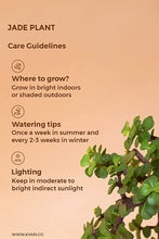 Load image into Gallery viewer, Live Jade Plant with Black Self-Watering Pot, Lucky Plant, Stress Reliever, Improve Air Quality, Air Purification, Low Maintenance Indoor Plant, Home &amp; Office Decor, Pack of 1
