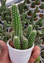 Load image into Gallery viewer, Live Cactus Plants Small Quantity-5 Plants (Small Cactus 4b)
