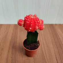 Load image into Gallery viewer, Moon Cactus Live Plant (Small, Red)

