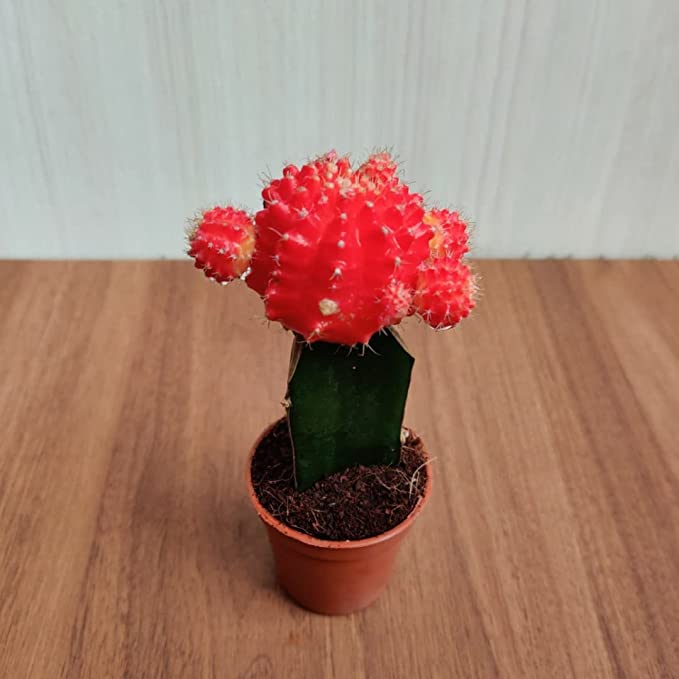 Moon Cactus Live Plant (Small, Red)