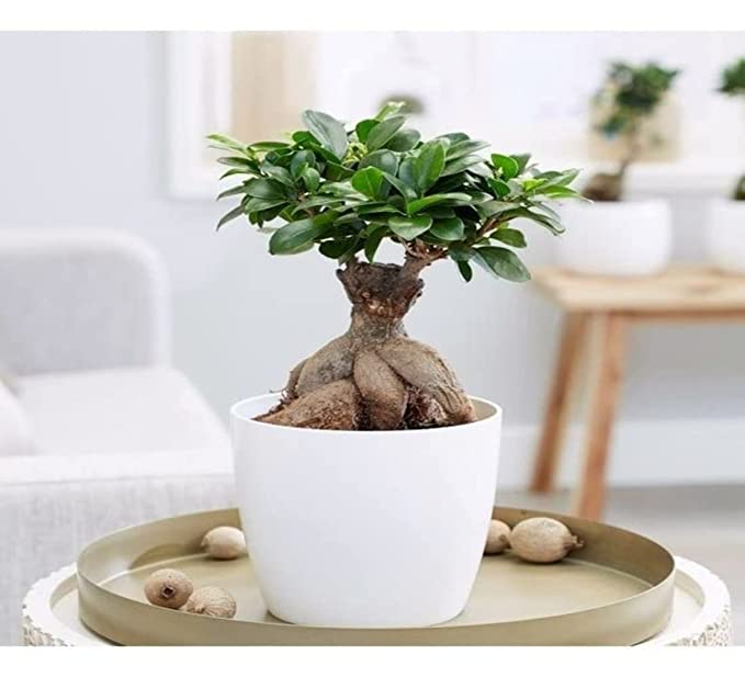 Garden Art imported Ficus Ginseng Indoor and outdoor Bonsai Live Plant/Tree 7 Years Old With White Nursery 5 inch Pot plant (Pack of 1 Healthy Live Plant))
