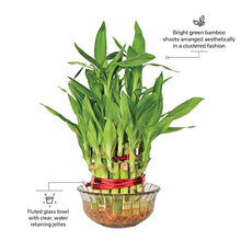 Load image into Gallery viewer, Lucky Bamboo 3 Layer Feng Shui Plant
