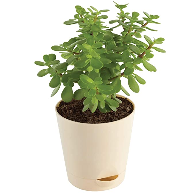Good Luck Jade Plant with Self Watering Pot