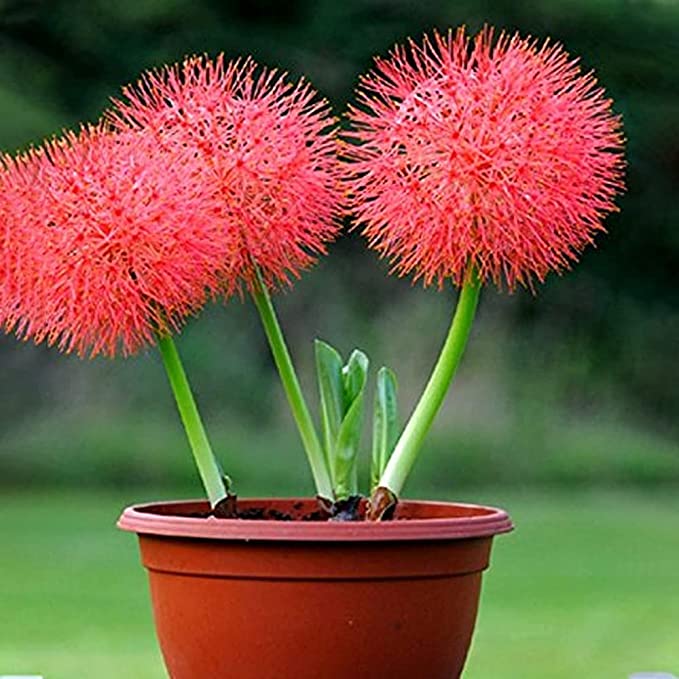 Kraft Seeds Football Lily Flowering Bulbs (Red, 10 Bulbs) | Fragrant Flowers Planting Bulb for Home Gardening | Bulbs for Indoor Home Decor | Flowering Bulbs Bulbs | Fresh Bulbs for Flower Pots