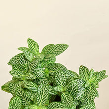 Load image into Gallery viewer, Plantoos Fittonia Green Nerve Live Plant with Pot
