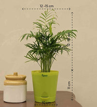 Load image into Gallery viewer, Air Purifying Bamboo Palm Plant with Self Watering Pot
