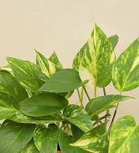 Load image into Gallery viewer, Good Luck Money Plant Variegated with Self Watering Pot
