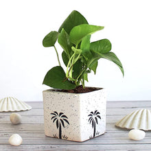 Load image into Gallery viewer, Rolling Nature Combo of Good Luck Air Purifying Live Money Plant Golden Pothos Syngonium Pink and Jade in White Square Aroez Ceramic Pot

