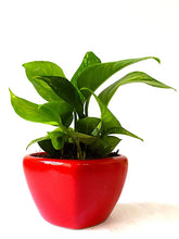 Load image into Gallery viewer, Rolling Nature Good Luck Air Purifying Money Plant in Red Heart Ceramic Pot
