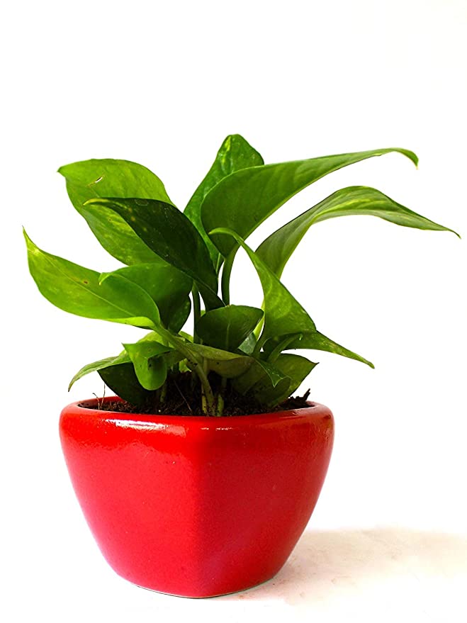 Rolling Nature Good Luck Air Purifying Money Plant in Red Heart Ceramic Pot