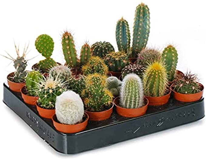 Balcony Indoor Plant Assorted Cactus (Pack Of 6) Rare Collection Plants Live (Healthy Plant)