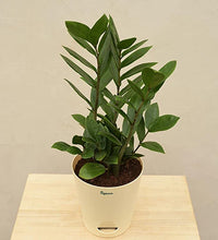Load image into Gallery viewer, ZZ Plant, Zamia Air Purifer Plant With Self Watering Pot (Zamioculcas Zamiifolia)
