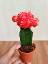 Load image into Gallery viewer, Moon Cactus Live Plant (Small, Red)
