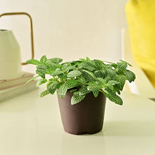 Load image into Gallery viewer, Plantoos Fittonia Green Nerve Live Plant with Pot
