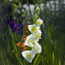 Load image into Gallery viewer, Kraft Seeds Gladiolus Flowering Bulbs (Multicolor, 15 Bulbs) | Fragrant Flower Bulbs for Home Gardening | Bulbs for Indoor Home Decor | Flowering Bulbs | Fresh Seeds for Flower Pots

