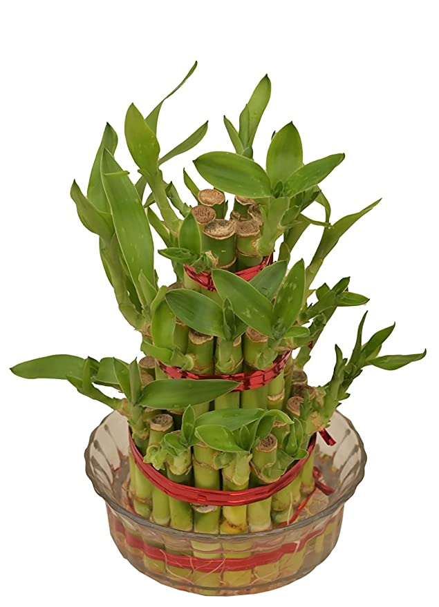 Lucky Bamboo 3 Layer Feng Shui Plant