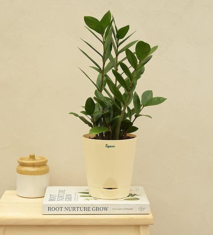 ZZ Plant, Zamia Air Purifer Plant With Self Watering Pot (Zamioculcas Zamiifolia)