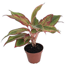 Load image into Gallery viewer, CAPPL Indoor Live Rare Aglaonema Lipstick Plant with Pot For Home, Living Room, Kitchen, Office, Table, Garden, Decor - Free 5 Gram Fertilizer
