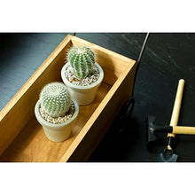 Load image into Gallery viewer, Cactus Live Plants (Qty : 2 Plants)
