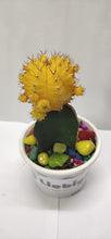Load image into Gallery viewer, Liebigs Grafted Moon Cactus yellow color Air purifying live plants
