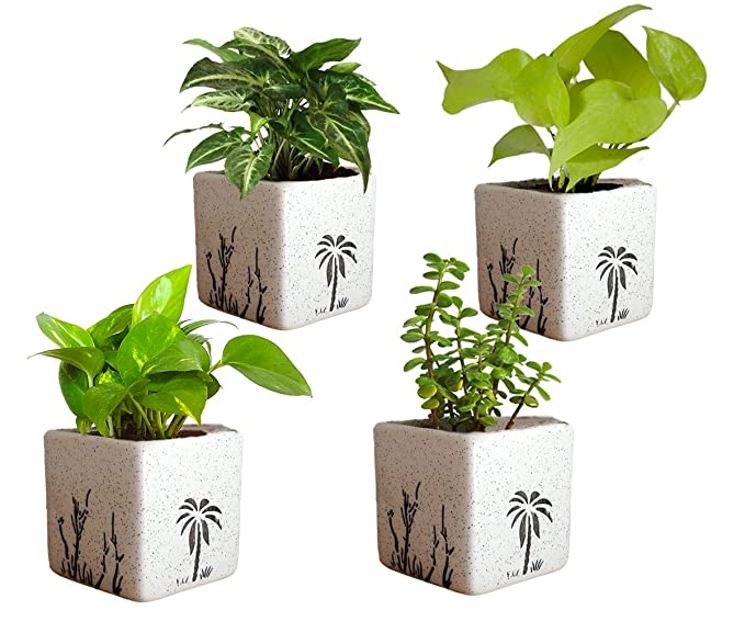 Rolling Nature Combo of Good Luck Air Purifying Live Money Plant Golden Pothos Syngonium Green and Jade in Square Aroez Ceramic Pot