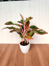 Load image into Gallery viewer, CAPPL Indoor Live Rare Aglaonema Lipstick Plant with Pot For Home, Living Room, Kitchen, Office, Table, Garden, Decor - Free 5 Gram Fertilizer
