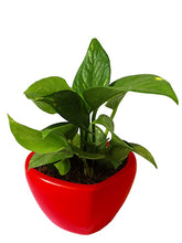 Load image into Gallery viewer, Rolling Nature Good Luck Air Purifying Money Plant in Red Heart Ceramic Pot
