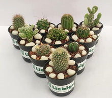 Load image into Gallery viewer, Non Grafted Indoor Air Purifier Combo Cactus Pack Of 10
