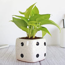 Load image into Gallery viewer, Rolling Nature Good Luck Air Purifying Golden Money Plant in White Dice Ceramic Pot
