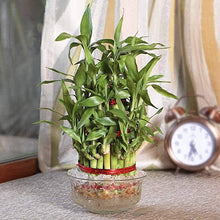 Load image into Gallery viewer, Lucky Bamboo 3 Layer Feng Shui Plant
