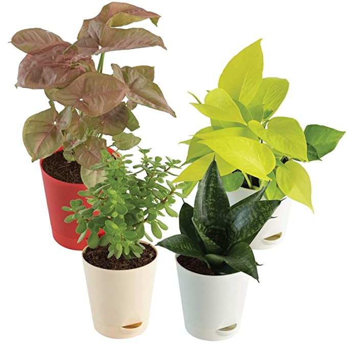 Indoor Plants for Home with Pot- Money Plant Golden, Jade Mini, Sanseveria Green, Syngonium Pink