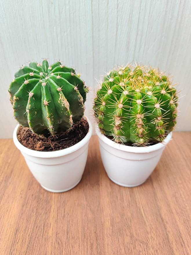 Cactus Live Plants (Qty : 2 Plants)