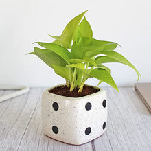 Load image into Gallery viewer, Rolling Nature Good Luck Air Purifying Golden Money Plant in White Dice Ceramic Pot
