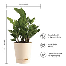 Load image into Gallery viewer, ZZ Plant, Zamia Air Purifer Plant With Self Watering Pot (Zamioculcas Zamiifolia)
