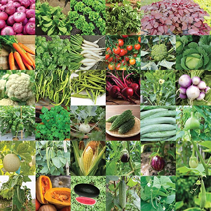 Indian Vegetable Seeds Bank For Home Garden 35 Varieties - 1675 Seeds