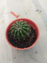 Load image into Gallery viewer, Cactus Live Plants (Qty : 2 Plants)
