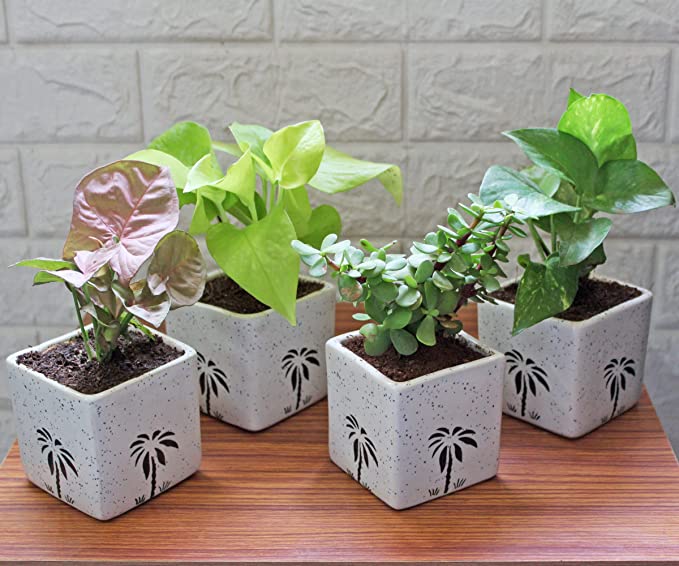 Rolling Nature Combo of Good Luck Air Purifying Live Money Plant Golden Pothos Syngonium Pink and Jade in White Square Aroez Ceramic Pot