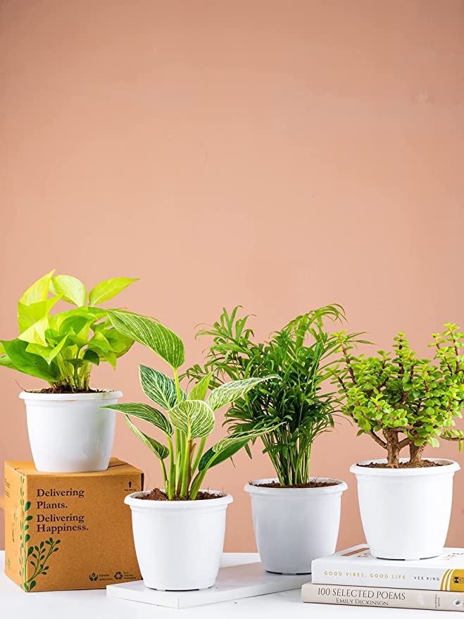 Nurturing Green Combo of 4 Air Purifying Indoor Plants for Home & Livingroom Decoration in White Fiber Pots (Jade, Philodendron Birkin, Palm & Golden Money Plant) (Wooden Blocks Not Included)