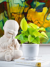 Load image into Gallery viewer, Nurturing Green Combo of 4 Air Purifying Indoor Plants for Home &amp; Livingroom Decoration in White Fiber Pots (Jade, Philodendron Birkin, Palm &amp; Golden Money Plant) (Wooden Blocks Not Included)
