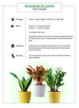 Load image into Gallery viewer, Nurturing Green Combo of 4 Air Purifying Indoor Plants for Home &amp; Livingroom Decoration in White Fiber Pots (Jade, Philodendron Birkin, Palm &amp; Golden Money Plant) (Wooden Blocks Not Included)
