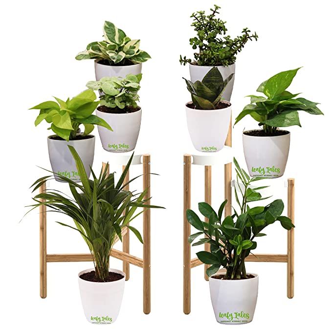 Leafy Tales Set of 8 Air Purifying Plants Combo- Areca Palm, Sansevieria Green, Golden, Green & White Money Plant, Plant, ZZ Plant, Jade and Dwarf Syngonium, White Plastic Pot