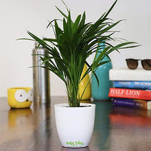 Load image into Gallery viewer, Leafy Tales Set of 8 Air Purifying Plants Combo- Areca Palm, Sansevieria Green, Golden, Green &amp; White Money Plant, Plant, ZZ Plant, Jade and Dwarf Syngonium, White Plastic Pot
