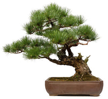Load image into Gallery viewer, The Bonsai Tree Care System

