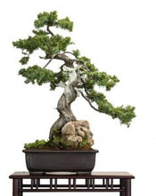 Load image into Gallery viewer, The Bonsai Tree Care System
